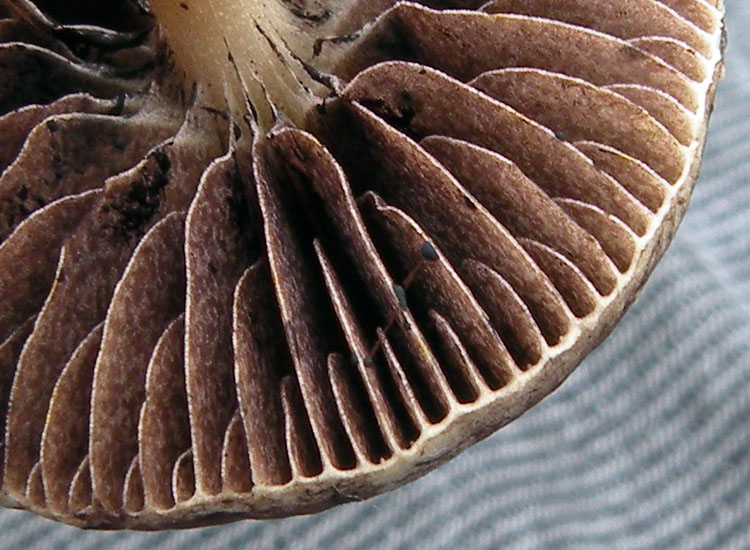 Io pensavo ad una Psilocybe....